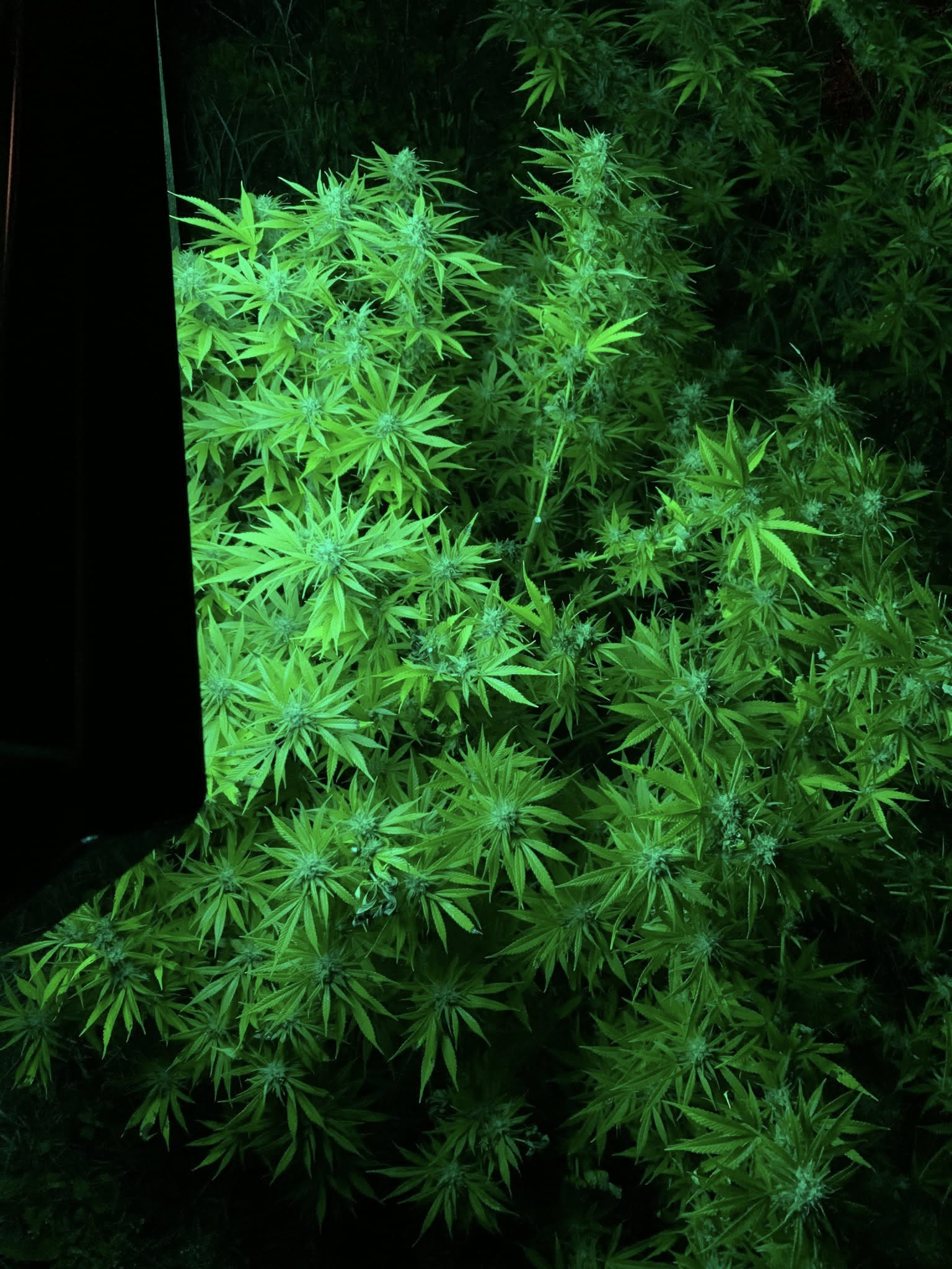 UV4Plants project image 1