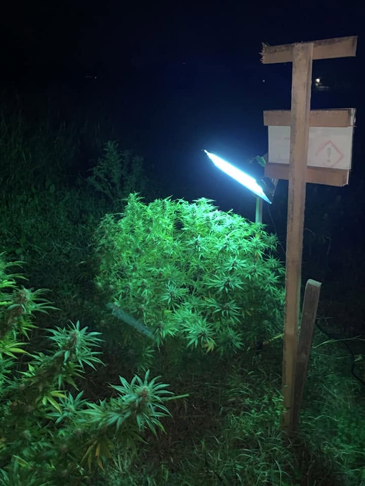 UV4Plants project image 3
