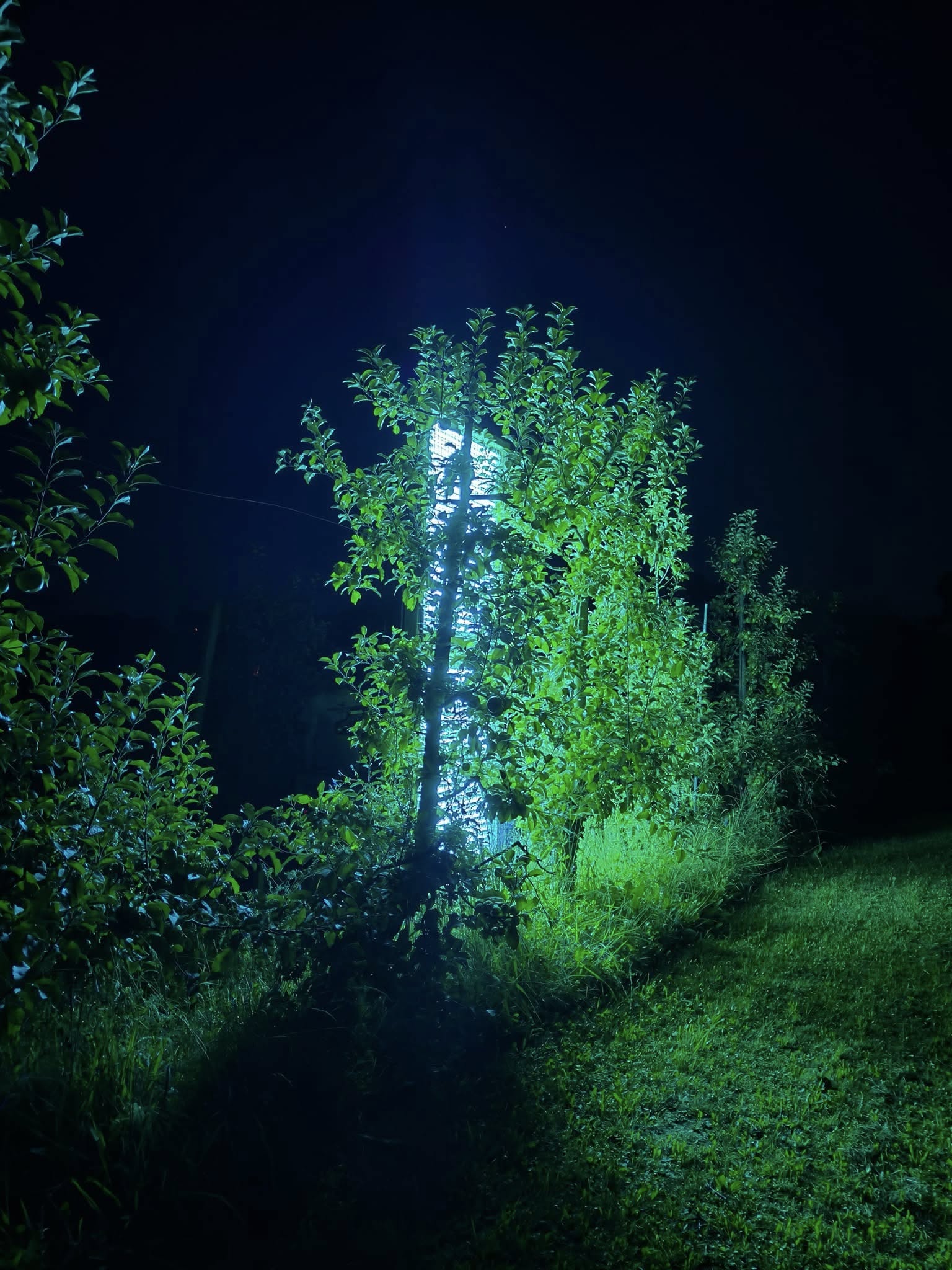 UV4Plants project image 4
