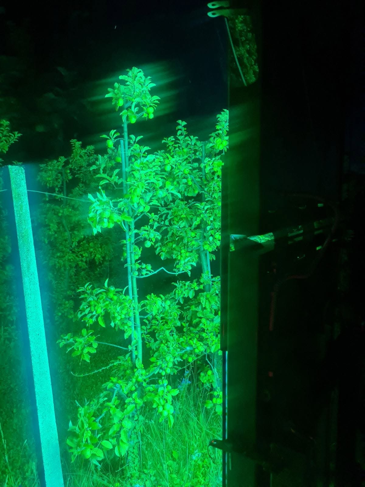 UV4Plants project image 7